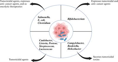 Bacterial immunotherapy: is it a weapon in our arsenal in the fight against cancer?